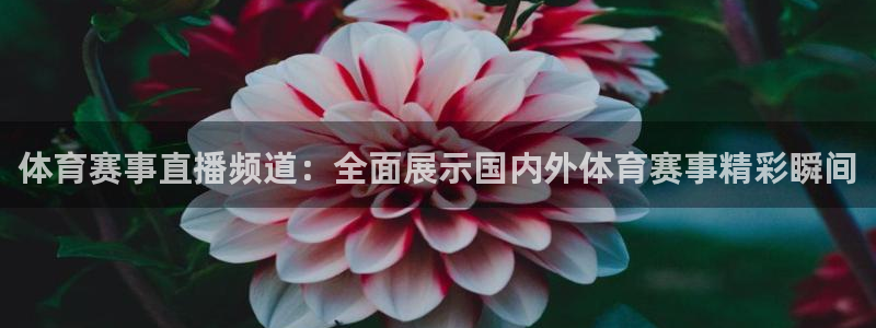 体育赛事直播频道：全面展示国内外体育赛事精彩瞬间