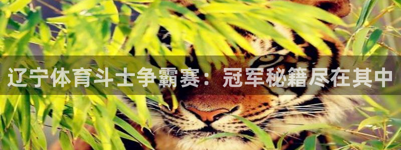 辽宁体育斗士争霸赛：冠军秘籍尽在其中
