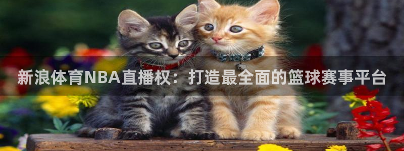 新浪体育NBA直播权：打造最全面的篮球赛事平台