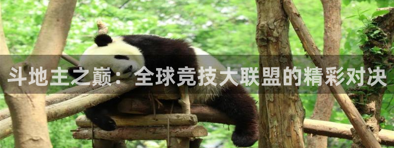 斗地主之巅：全球竞技大联盟的精彩对决