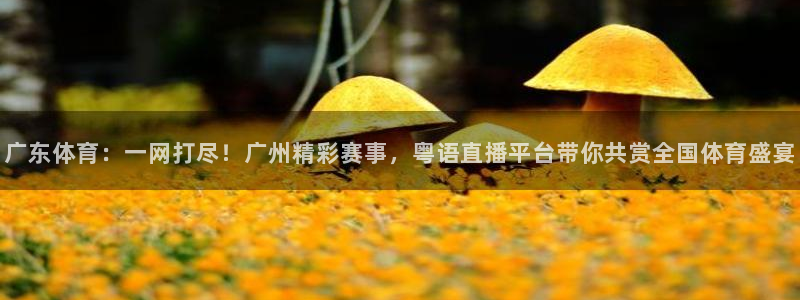 广东体育：一网打尽！广州精彩赛事，粤语直播平台带你共赏全国体育盛宴
