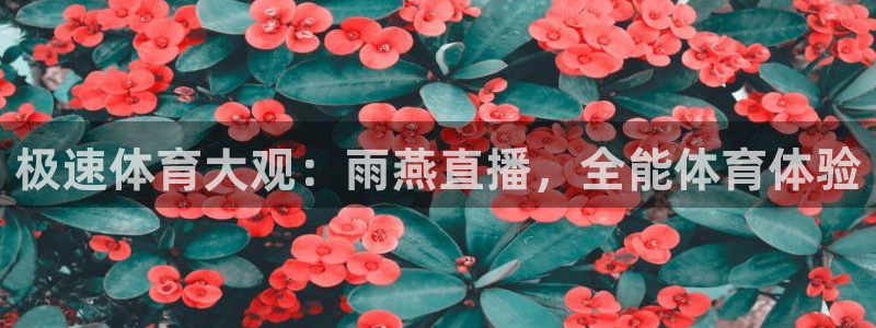 极速体育大观：雨燕直播，全能体育体验